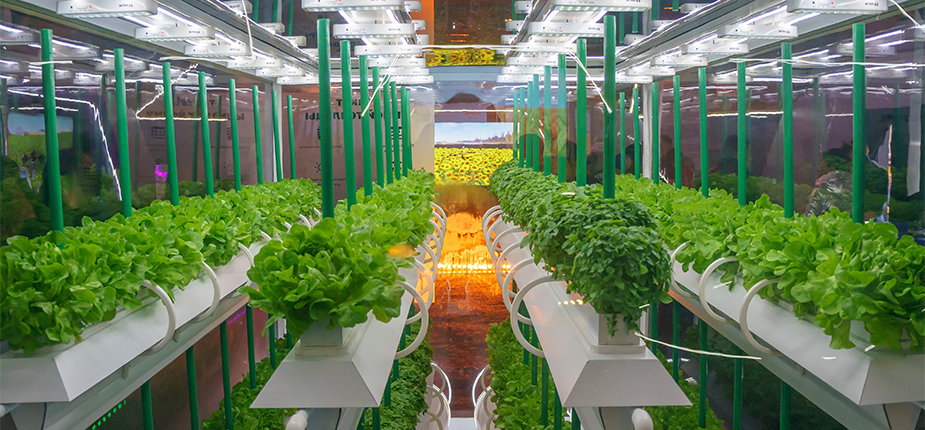 Michigan greenhouse made more energy efficient by participating in Consumers Energy Agricultural Upgrades program